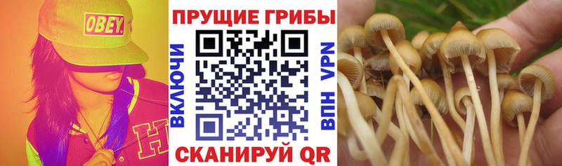 Купить  Завитинск  Галлюциногенные грибы прущие грибы 